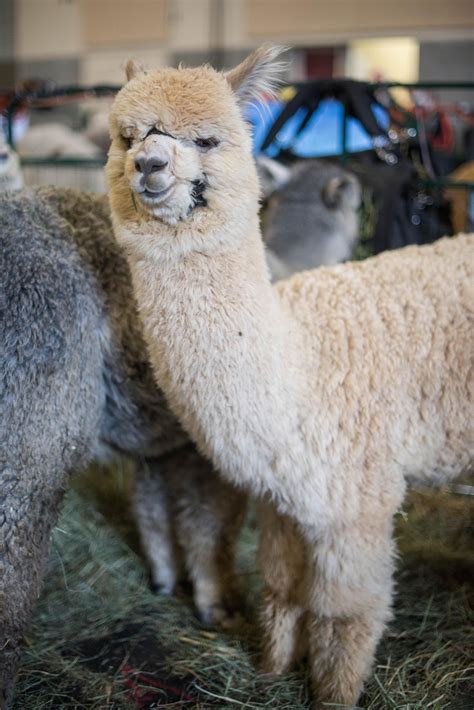 photos 21st alpacapalooza brings cutest alpacas to clark county komo