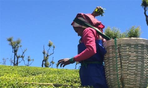 Fairtrade Pioneer Clipper Tea Visits India To Assess Impact After 20