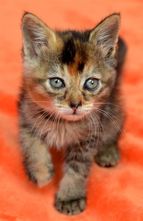 torbie cats  kittens beautiful cat animal pictures