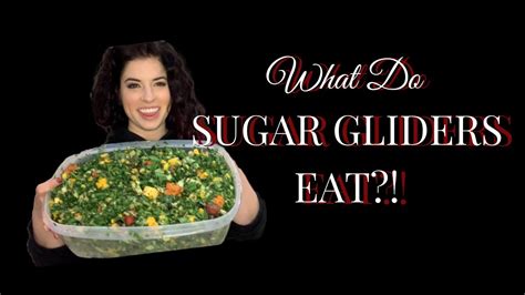 sugar glider diets   feed  sugar gliders preparation  walkthrough youtube