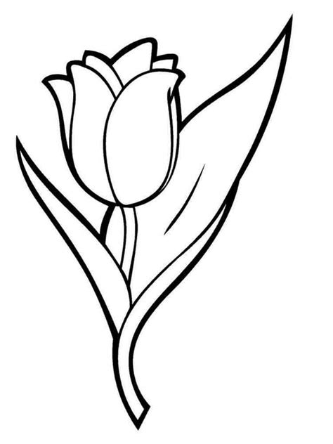 tulip coloring pages   print tulip coloring pages