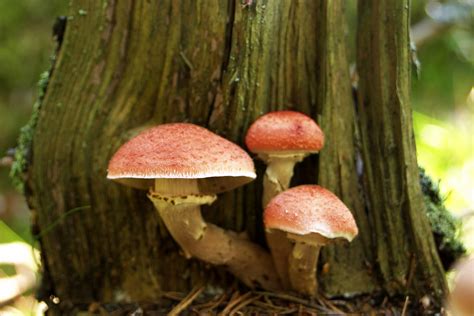 disadvantages  fungi sciencing