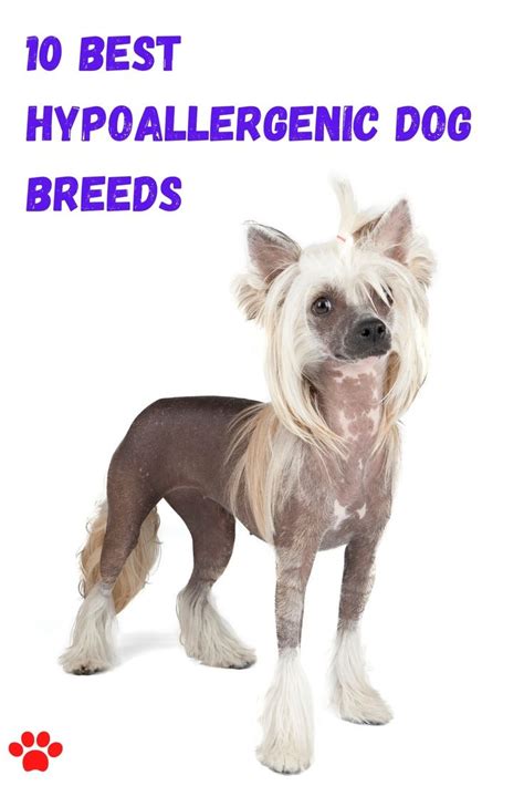 hypoallergenic dog breeds   hypoallergenic dog breed dog breeds hypoallergenic dogs