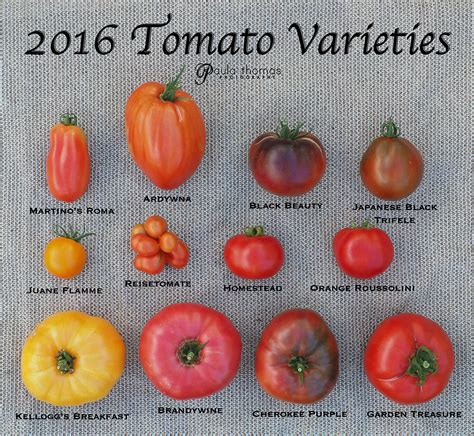 large tomato varieties blog post coming  flickr