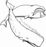 Baleine Ausmalen Wal Whales Playmobil Laguerche Kinderbilder Kunjungi Unicorns sketch template