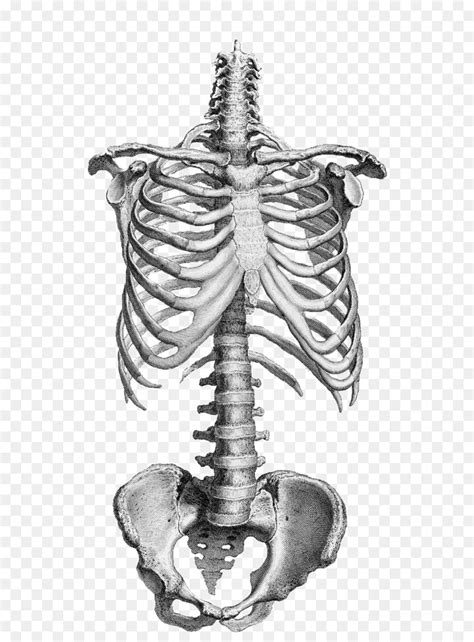 anatomi gambar kerangka manusia gambar png