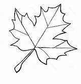 Leaf Coloring Leaves Maple Pages Sketch Colouring Drawings Sugar sketch template