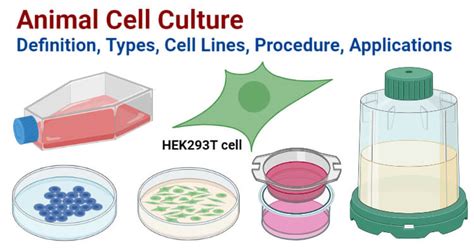animal cell culture definition types cell lines procedure applications