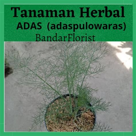 Jual Tanaman Herbal Adas Adas Pulowaras Bandarflorist Shopee Indonesia