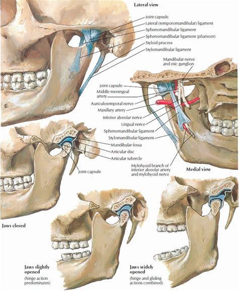 mandible bone anatomy structure
