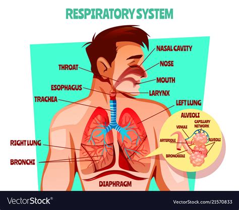 human respiratory system royalty  vector image