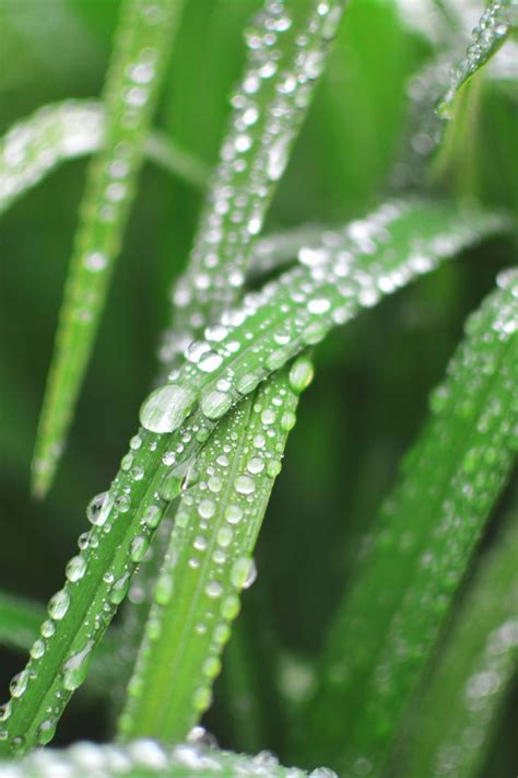 rainwater harvesting gardena rainwater harvesting rainwater plants