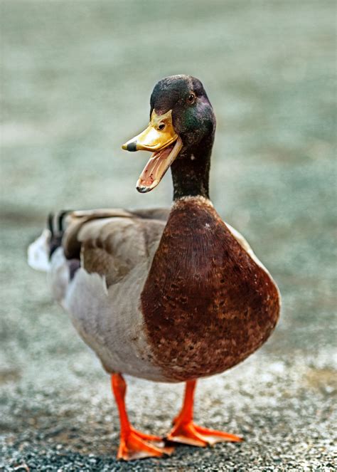 duck pictures   images stock   unsplash