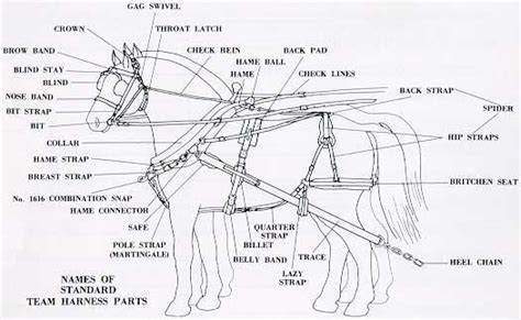 draft horse harness parts diagram