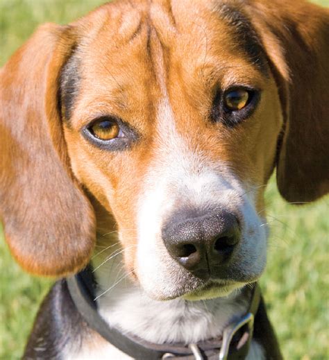 learn   beagle dog breed   trusted veterinarian