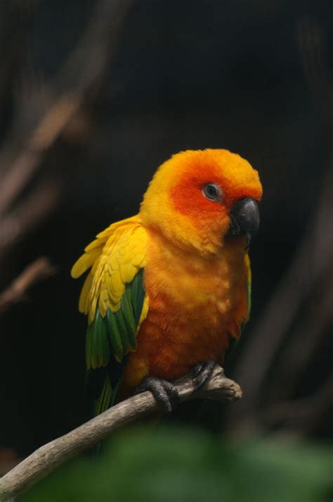 cute orange parrot  jessica rose