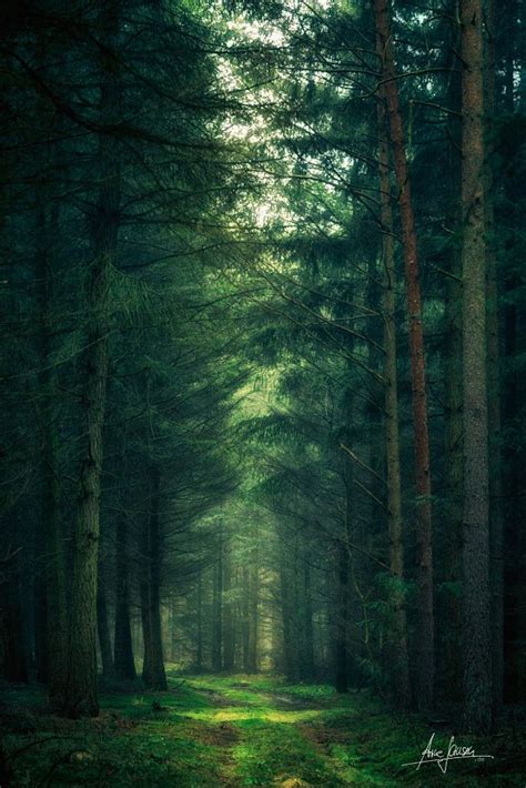 waldspaziergang forest scenery forest aesthetic forest aesthetic dark
