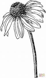 Coneflower Echinacea Ink Blomster Coneflowers Purpurea Tegning Pencil Supercoloring Designlooter Doodles Hibiscus Tegnede Plante Malede Skitser Printbare Colouring sketch template