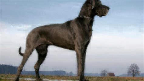 large dog breeds dog breed guide healthy paws