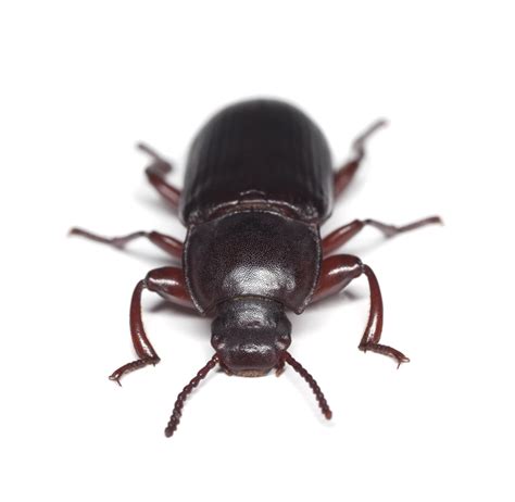 beetle treatment origin pest control
