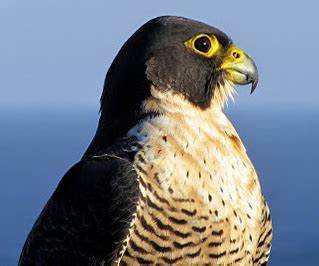 fileperegrine falcon australiajpg wikimedia commons