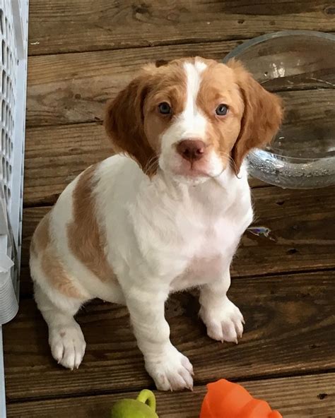 Brittany Puppies For Sale Mount Holly Nc 162724