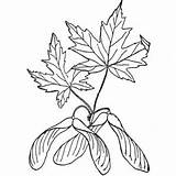 Maple Leaf Coloring Silver Paperbark sketch template