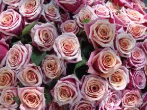 filebouquet de roses rosesjpg wikipedia