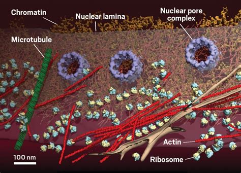 cryo electron tomography   view   cells nucleus