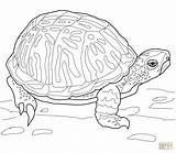 Turtle Box Ornate Coloring Pages Drawing Turtles Printable Supercoloring Terrapin Sheets Animals Crafts Adult Pet Animal Tortoises Bible Kids Cartoons sketch template