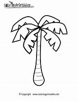 Palm Tree Coloring Pages Printable Rainforest Drawing Trees Nature Color Clipart Kids Tropical Forest Rain Log Template Jungle Word Clip sketch template
