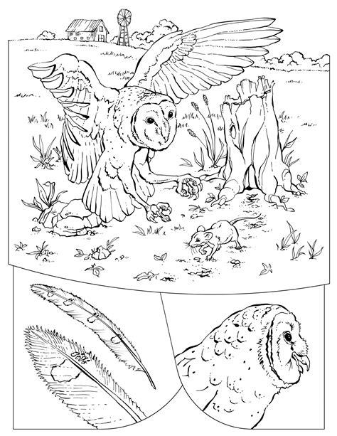 national geographic coloring book pages