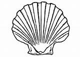Shell Coloring Pages Shells Clipart Seashells Line Seashell Muschel Drawings Ausmalbild Zum Webstockreview Choose Board Outline Large sketch template