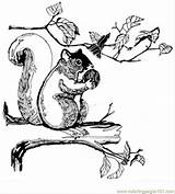 Squirrel Nut Coloring Printable Animals Color sketch template