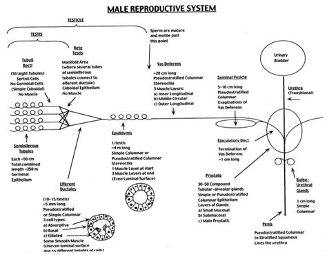 Duke Histology Male Reproductive System
