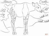 Okapi Coloring Pages Printable Drawing Safari Animals Categories sketch template