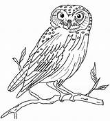 Owl Coloring Burrowing Pages Getcolorings Color sketch template