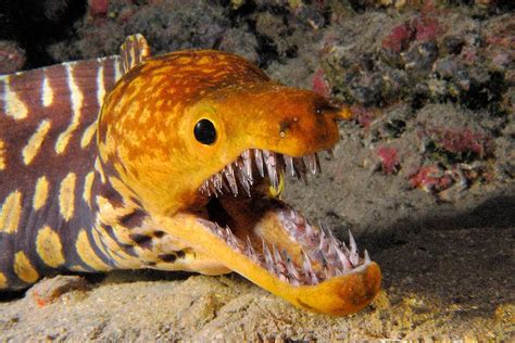 los  peces mas raros habitat caracteristicas  curiosidades