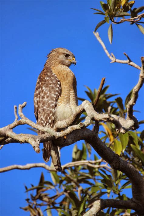cannundrums red shouldered hawk