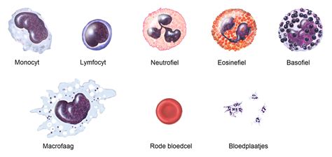 bloedcellen en hun functies