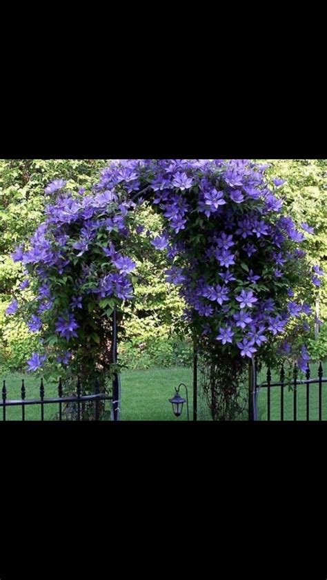 loving  purple climbing flowers flowers perennials garden vines