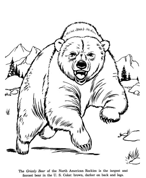 wild bear coloring pages clip art library