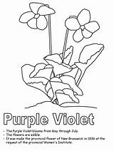 Coloring Violet Purple Pages Flower Jersey Color Wisconsin Wood Colouring Clipart Kidzone State Canada Nj Popular Ws Activities Newbrunswick Canadian sketch template