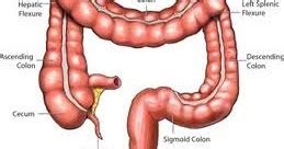 bluebonnet natural healing therapycom colon anatomy healthy colon