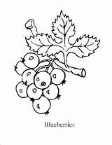 Coloring Blueberries Pages Fruit Simple Easy Kids sketch template