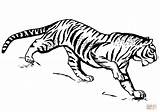 Tiger Coloring Pages Tigers Printable Drawing sketch template