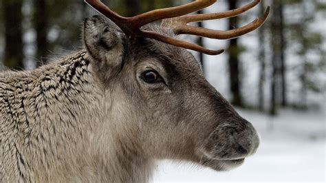 scientists explain  rudolphs nose  red reindeer animal animals