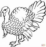 Turkey Outline Coloring Printable Comments sketch template