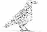 Coloring Raven Crow Common Pages Hooded Printable Crows 97kb 333px Drawings Categories sketch template