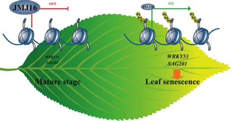 plantae  epigenetics  leaf senescence plantae